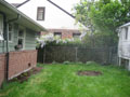 wisteria and stage one tomatoes.JPG
